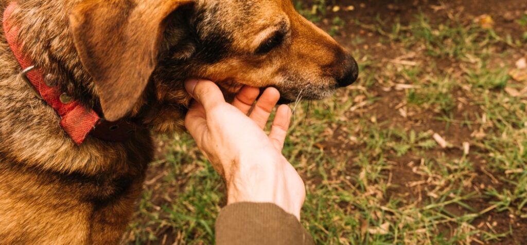 street dog protection in Delhi