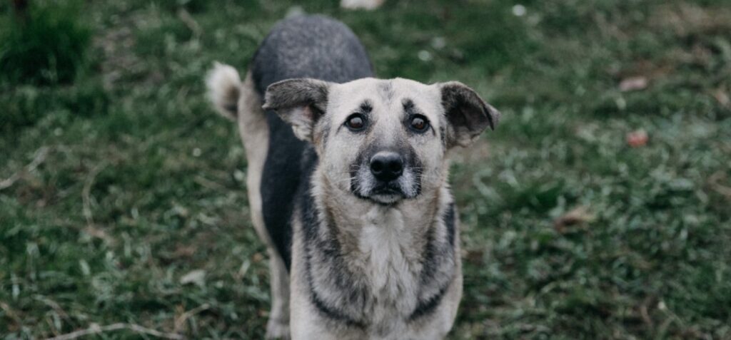 street dog protection in Delhi
